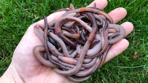 Are earthworms safe to touch?